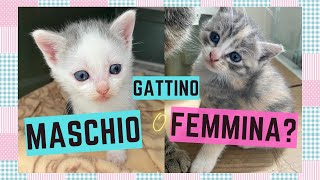 GATTINO MASCHIO o FEMMINA Come riconoscere se il gattino é un maschietto o una femminuccia [upl. by Eciralc]