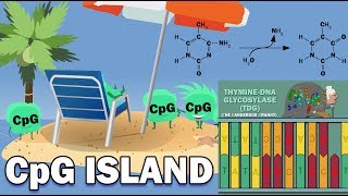 CpG ISLANDS  Promoters Link to Cancer XChromosome Inactivation [upl. by Mindi]