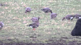 Greenland Whitefronted Goose Anser albifrons flavirostris [upl. by Denn]