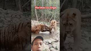 harimau vs singa  tiger тигр lion shortvideo happy funny animals video safari [upl. by Hanafee147]