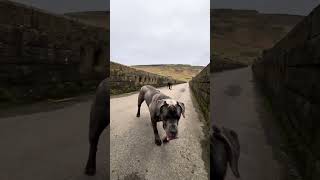 Cane Corso’s Coal and Riot UK [upl. by Iahs526]