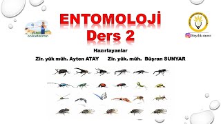 Bkü bayilik dersi  Entomoloji 2 [upl. by Nilkcaj]