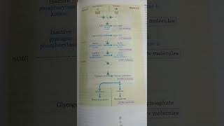 Epinepherine Side Effects and Mechanism of Action  Nursing Pharmacology [upl. by Robena429]