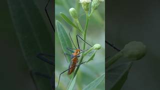 Milkweed Assassin Bug crawls up to reach Baccharis flowers [upl. by Earleen]