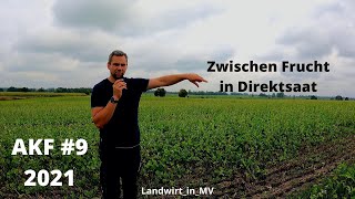 AKF 9 2021 Zwischenfrucht in Direktsaat und Einzelkorn Raps Wie gut ist es geworden Direktsaat [upl. by Garretson]