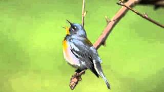 Northern Parula Alternate Song [upl. by Bartholomew]