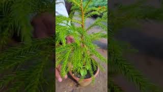 Araucaria Plant Norfolk Island Pine IndoorOutdoor Indoor Plant For Home amp Garden araucaria [upl. by Korb521]