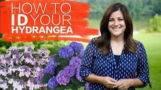 How to Identify Your Hydrangea  Garden Answer [upl. by Torrence626]