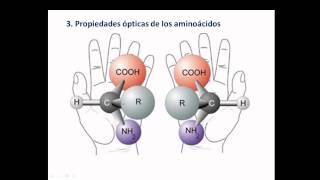 Aminoacidos y enlace peptidico [upl. by Salokin699]