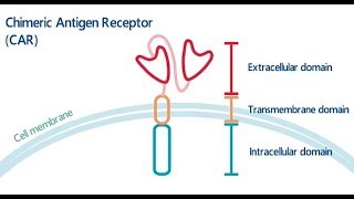 AbLearning™  Episode 4 Chimeric Antigen Receptor T Cell Therapy Efficacy amp Safety [upl. by Brunelle]