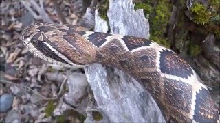 Wood Carved Rattlesnake Walking Cane 46 [upl. by Engelbert]