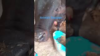 Animals reaction video ytshorts viral [upl. by Angeline341]