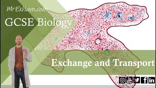 Exchange and Transport  GCSE Biology 91 81  82 [upl. by Wendalyn76]