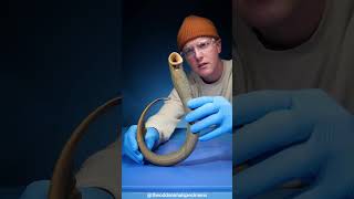 Meet the Lamprey The Terrifying Fish with No Bones [upl. by Einre]