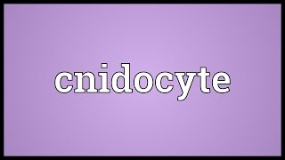 Cnidocyte Meaning [upl. by Short]