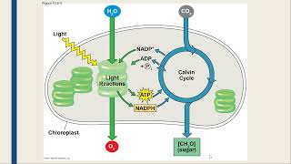 Photosynthesis Lecture [upl. by Ailsa847]