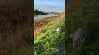 Wilson beside the creek bedlingtonwhippet [upl. by Elleinaj230]