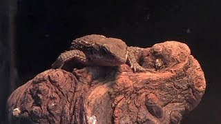 ヒナタヨロイトカゲの赤ちゃん（上野動物園）その2 Baby Tropical Girdled Lizard [upl. by Doownil]