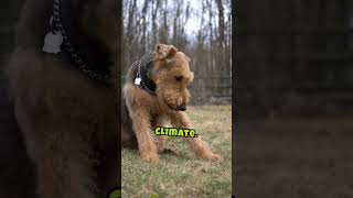 Intriguing Facts About The Airedale Terrier [upl. by Naujled]