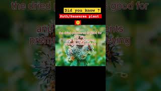 skincare3 kuthsaussurea plant 🤫 benefits homemakerlunskincaretipstricks [upl. by Madid]