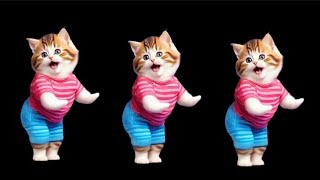 😻Cat videos funny dance 💃😃Videos for catsvfunnycats dancingcat catlovers furrycornerz [upl. by Iraam]