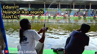 Detik detik monster kolam naik Galatama lele [upl. by Earased]