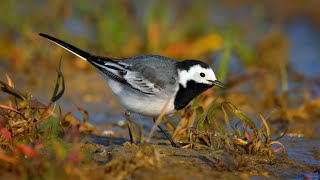 European birds – White wagtail Motacilla alba [upl. by Ora]