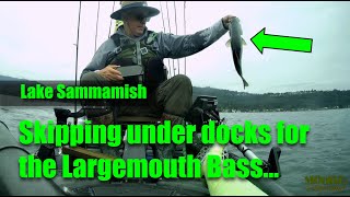 Lake Sammamish Catching Largemouth [upl. by Teillo]