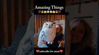 Great Owl🔥🔥🦉🦉🤯🤯 shorts amazingthings 24october2024 🤯🤯😮😮💯💯 [upl. by Novit]