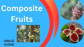 Composite Fruits and their types  Sorosis and Syconus  class 12  in Hindi [upl. by Nehpets845]