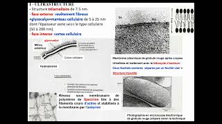 Biologie cellulaire S1  Membrane plasmique 1 Ultrastructure  Vidéo 7 partie 1 [upl. by Maynard]