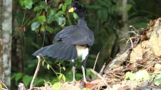 Black Curassow  Crax alector  Mutumporanga [upl. by Llevad]