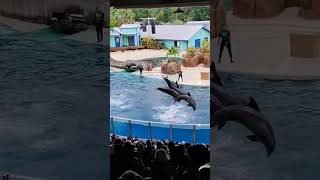 Beautifull Dolphin Show Orlando Florida Usa [upl. by Neysa]