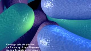 How bacteria form a biofilm [upl. by Desdamonna986]