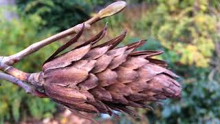 Tulip Tree Liriodendron tulipifera  fruit close up  November 2017 [upl. by Enalahs721]