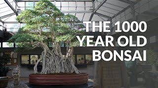 1000 year old Ficus Bonsai [upl. by Sollars]