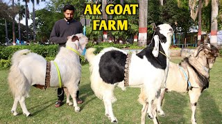 Malwa Kota Shandaar Collection At AK Goat Farm [upl. by Aned]