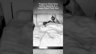 Puppy Dog Need Food at 4am shorts funnydog funnypupies funnydogvideos [upl. by Edia]