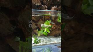 Low Light Aquarium Plant anubias [upl. by Burnsed]