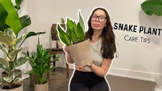 Repotting Sansevieria Trifasciata Moonshine  Care Tips for Snake Plants [upl. by Hsekar]