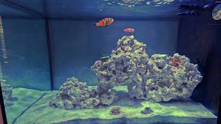 ASMR Nano Reef Tank Day 1 with Rainbow Bubble Tip Anemone [upl. by Nylireg788]