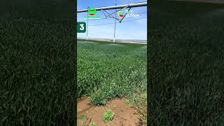 Суғориш усуллари shuhratabrorov sugorish suv dripirrigation irrigationsystems irrigation [upl. by Ynohta]