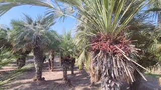 Lachish River Park israel Ashdod zoo [upl. by Trinity58]