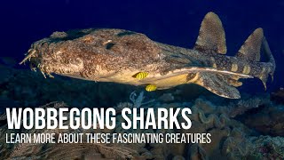 Meet the Fascinating Wobbegong Sharks [upl. by Anaihsat]