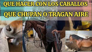 QUE HACER CON LOS CABALLOS QUE CHUPAN O TRAGAN AIRE AEROFAGIA EN EQUINOS [upl. by Pinkerton572]