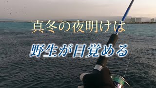 シリーズ浜名湖316 真冬の夜明けは野生が目覚める [upl. by Gabbi]