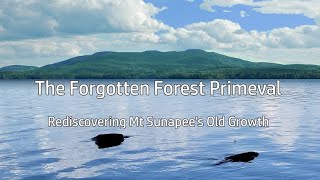 The Forgotten Forest Primeval  Rediscovering Mt Sunapees Old Growth [upl. by Nebuer]