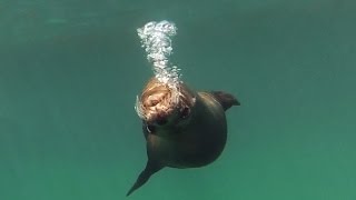 Concha de Perla Snorkeling  Galápagos [upl. by Eidac]