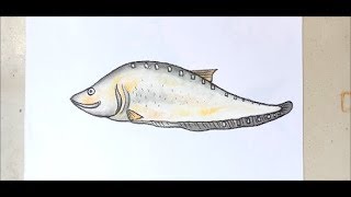 School Art How to Draw amp Color A Chital Fish চিতল মাছ অংকন [upl. by Aikas]