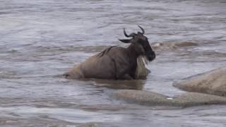 Wildebeest crossing Tanzania [upl. by Nagud]